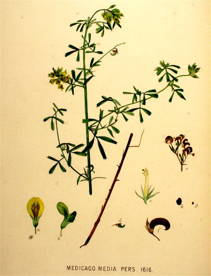Medicago x varia—Flora Batava (1901)