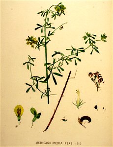 Medicago x varia—Flora Batava (1901)