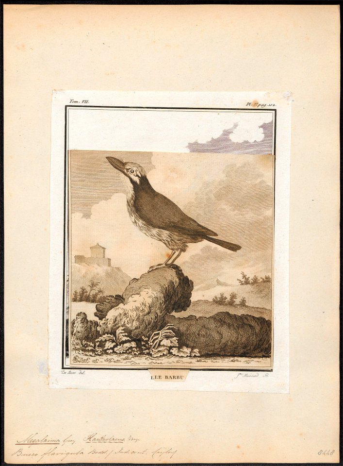 Megalaima haemacephala - 1700-1880 - Print - Iconographia Zoologica - Special Collections University of Amsterdam - UBA01 IZ18800058