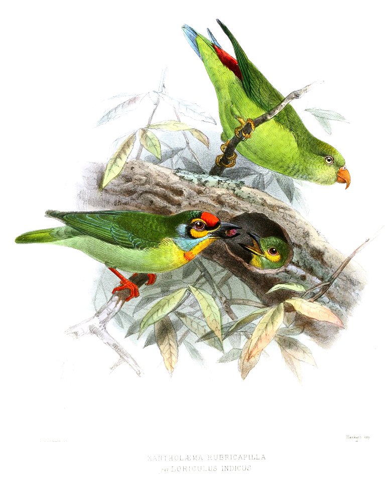 MegalaimaRubricapillusLegge