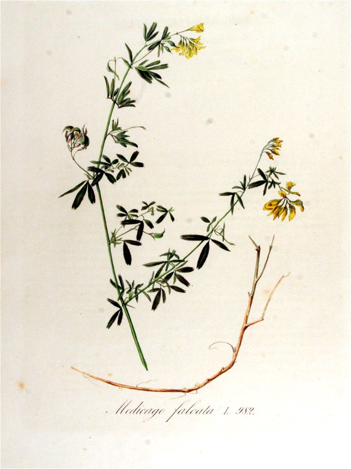 Medicago falcata—Flora Batava (1868)