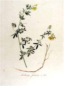 Medicago falcata—Flora Batava (1868)