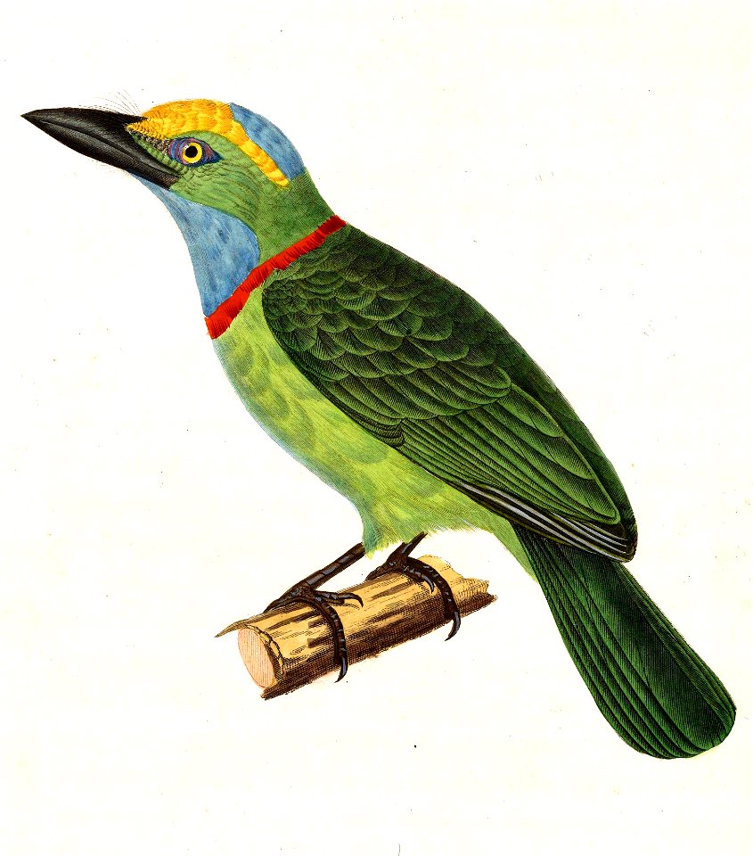 Megalaima henricii 1838