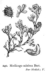 Medicago minima—Illustrations of the British Flora (1924)