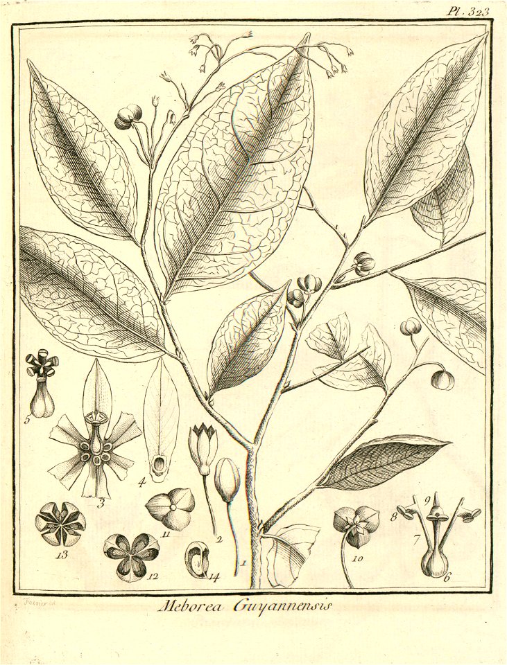 Meborea guianensis Aublet 1775 pl 323