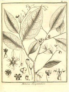 Meborea guianensis Aublet 1775 pl 323