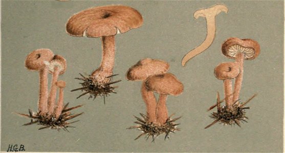 MCCookePlate132 Detail Armillaria socialis