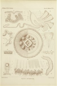 Medusae Plate 06