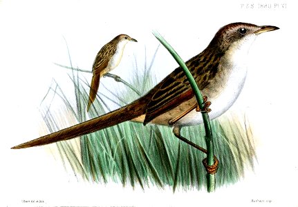 MegalurusInterscapularisSmit
