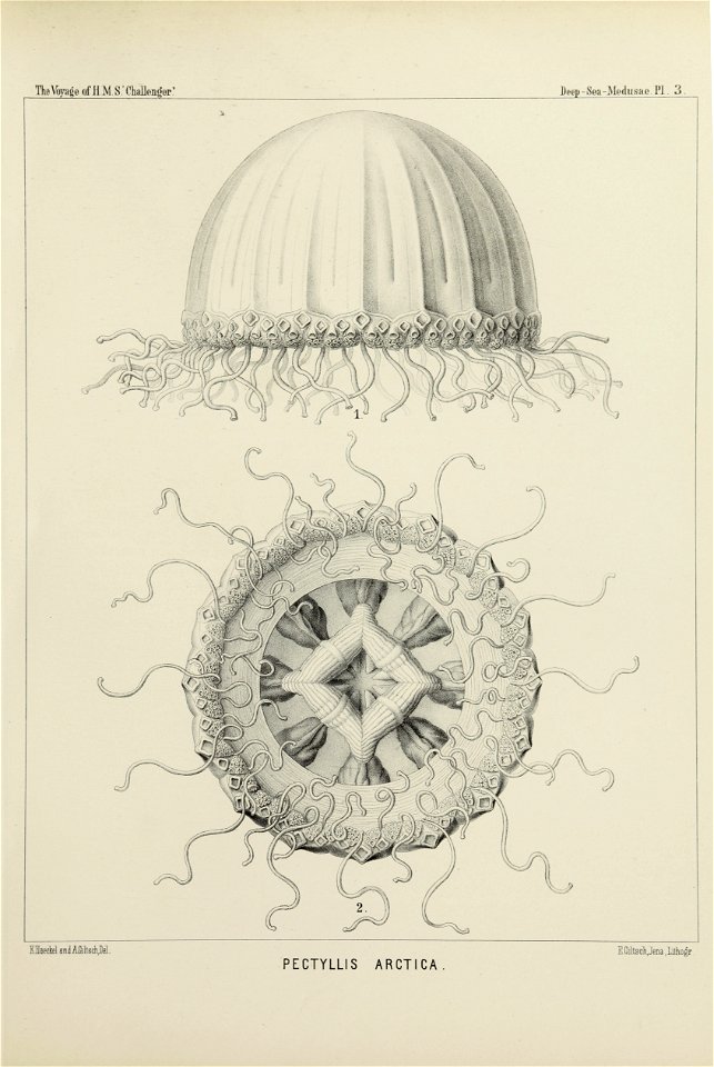 Medusae Plate 03
