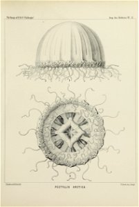 Medusae Plate 03