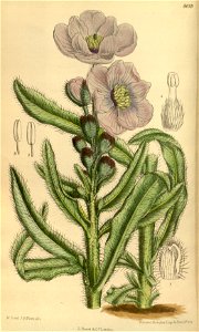 Meconopsis prattii 141-8619