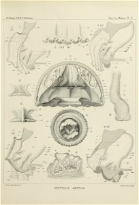 Medusae Plate 04