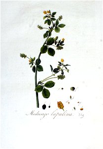 Medicago lupulina — Flora Batava — Volume v3