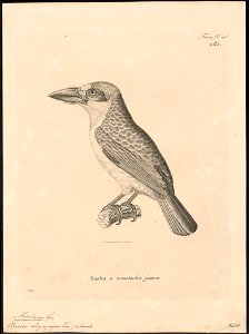 Megalaima chrysopogon - 1700-1880 - Print - Iconographia Zoologica - Special Collections University of Amsterdam - UBA01 IZ18800038