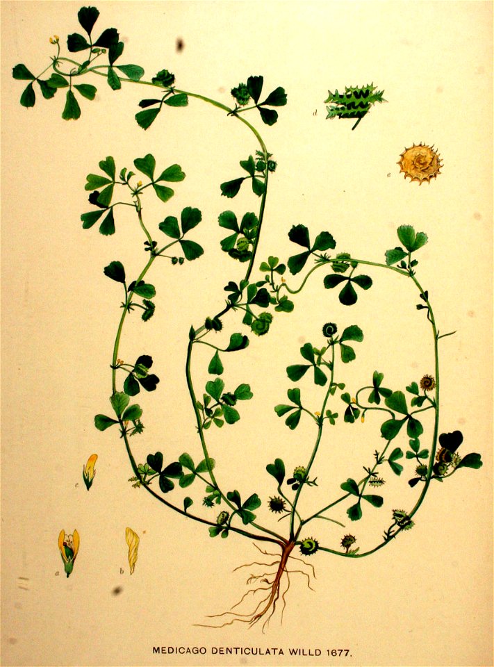 Medicago polymorpha—Flora Batava. Afbeelding en beschrijving der Nederlandsche Gewassen. (1901)