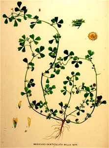 Medicago polymorpha—Flora Batava. Afbeelding en beschrijving der Nederlandsche Gewassen. (1901)
