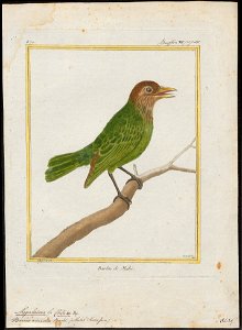 Megalaima viridis - 1700-1880 - Print - Iconographia Zoologica - Special Collections University of Amsterdam - UBA01 IZ18800072
