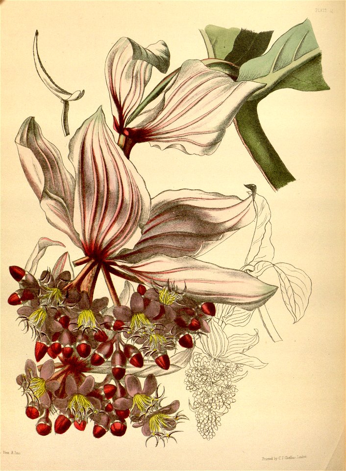 Medinilla magnifica Paxton 12