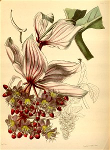 Medinilla magnifica Paxton 12