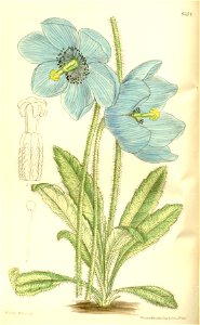 Meconopsis simplicifolia 137-8364