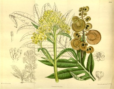 Megacarpaea polyandra 143-8734