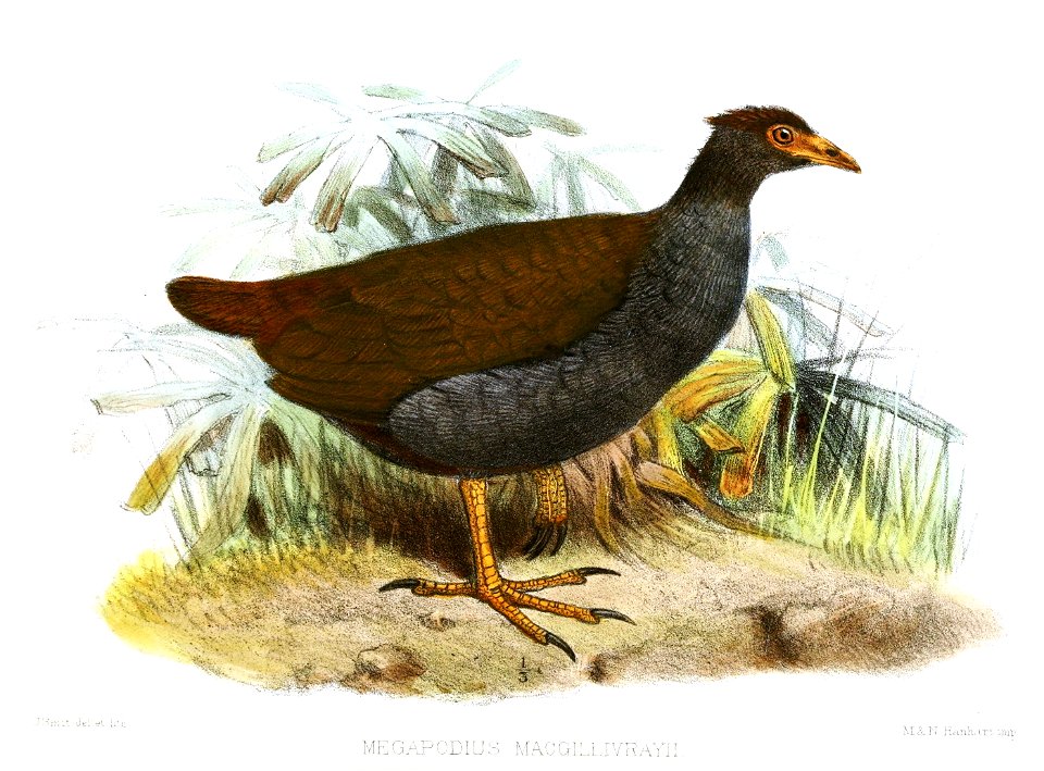 MegapodiusMacgillivrayiiSmit