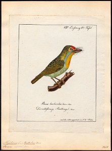 Megalaima rosea - 1700-1880 - Print - Iconographia Zoologica - Special Collections University of Amsterdam - UBA01 IZ18800052