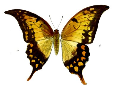 MeandrusaEvanMF wsf 483
