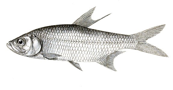 Megalops cundinga Achilles 159