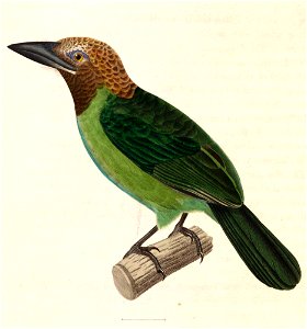 Megalaima corvina 1838