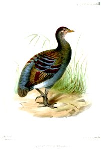 MegapodiusWallaciiWolf