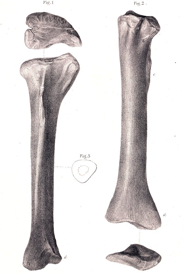 Megalosaurus tibia