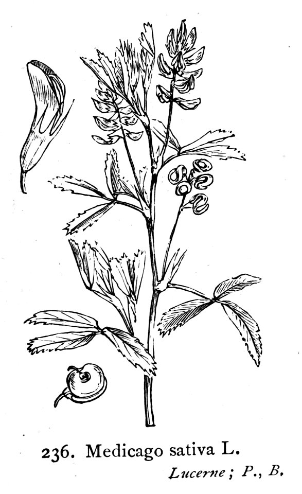 Medicago sativa—Illustrations of the British Flora (1924)