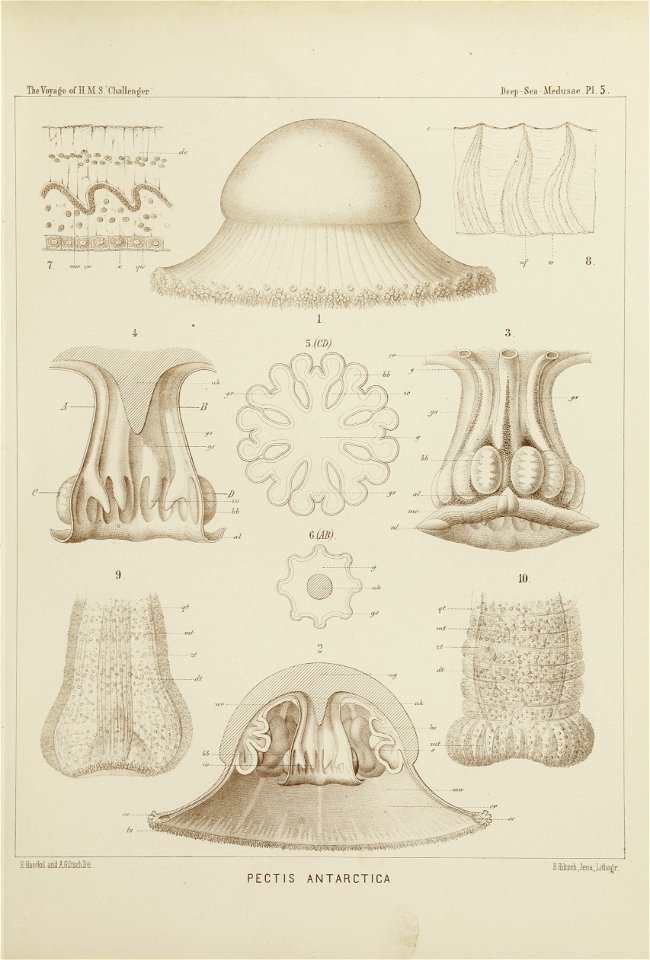 Medusae Plate 05