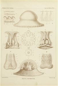 Medusae Plate 05