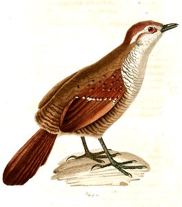 Megalonyx medius 1831