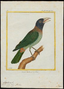 Megalaima virens - 1700-1880 - Print - Iconographia Zoologica - Special Collections University of Amsterdam - UBA01 IZ18800030