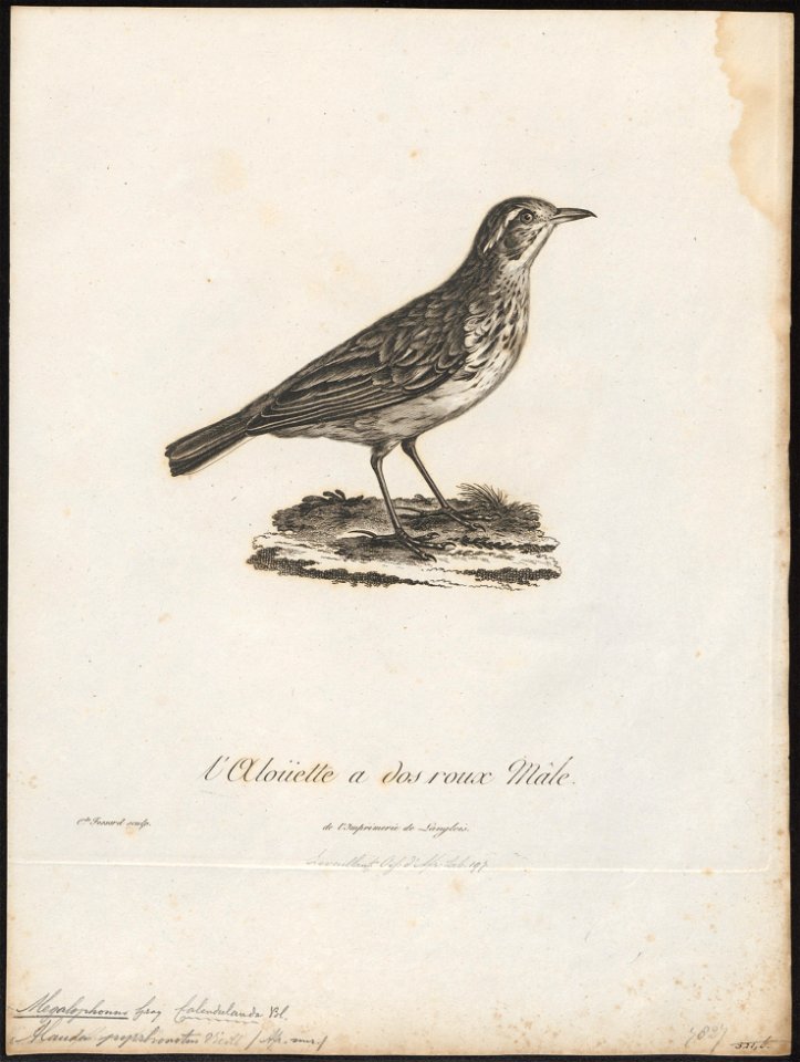 Megalophonus pyrrhonotus - 1796-1808 - Print - Iconographia Zoologica - Special Collections University of Amsterdam - UBA01 IZ16100391
