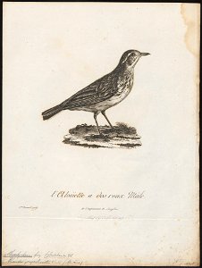 Megalophonus pyrrhonotus - 1796-1808 - Print - Iconographia Zoologica - Special Collections University of Amsterdam - UBA01 IZ16100391