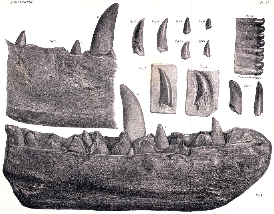 Megalosaurus dentary