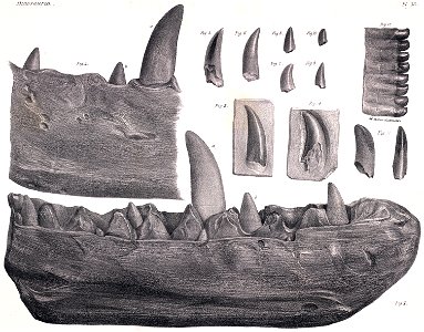Megalosaurus dentary