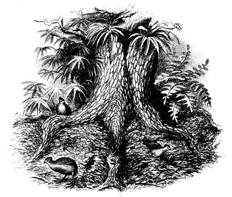 Megapode nest
