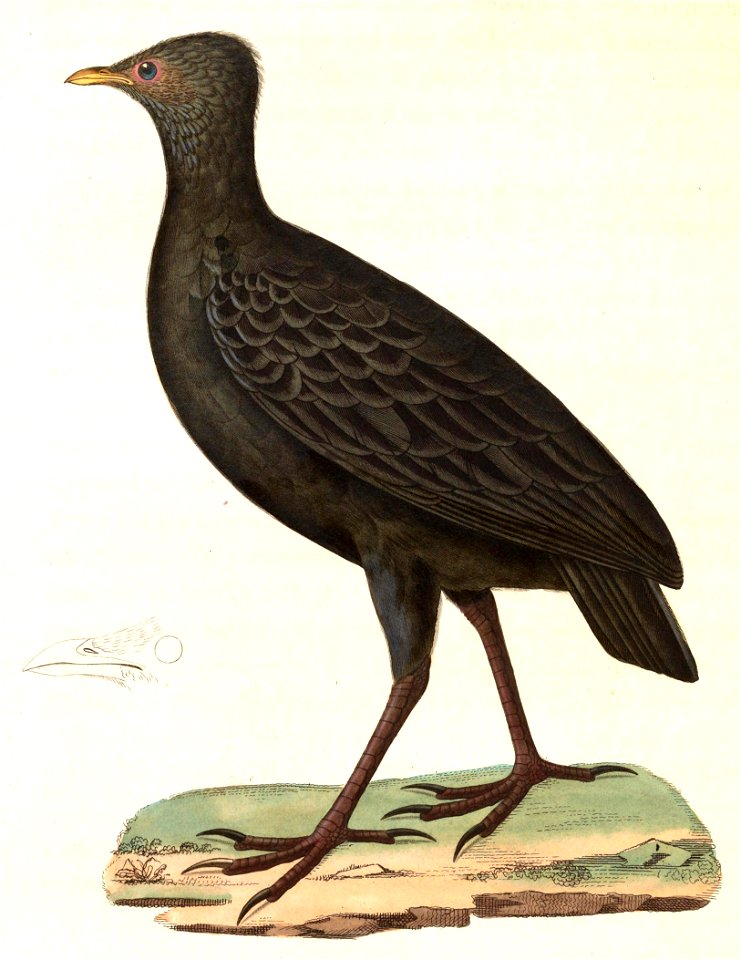 Megapodius freycinet 1838
