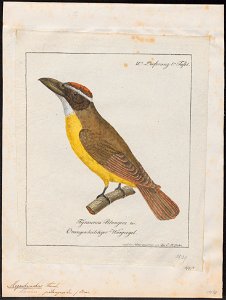 Megarhynchus pitangua - 1700-1880 - Print - Iconographia Zoologica - Special Collections University of Amsterdam - UBA01 IZ16500321