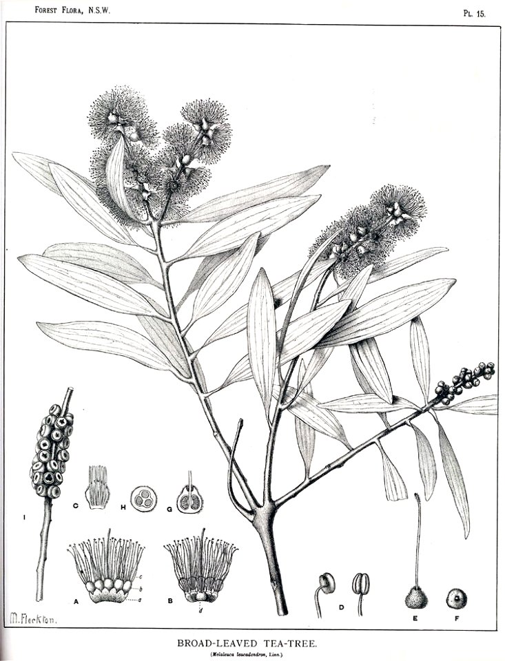 Melaleuca leucadendra00