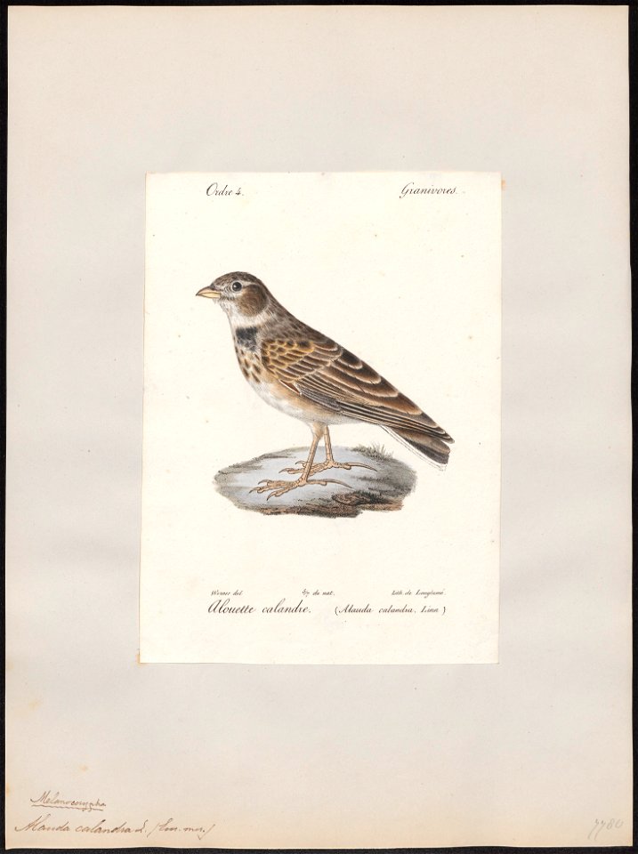 Melanocorypha calandra - 1842-1848 - Print - Iconographia Zoologica - Special Collections University of Amsterdam - UBA01 IZ16100345