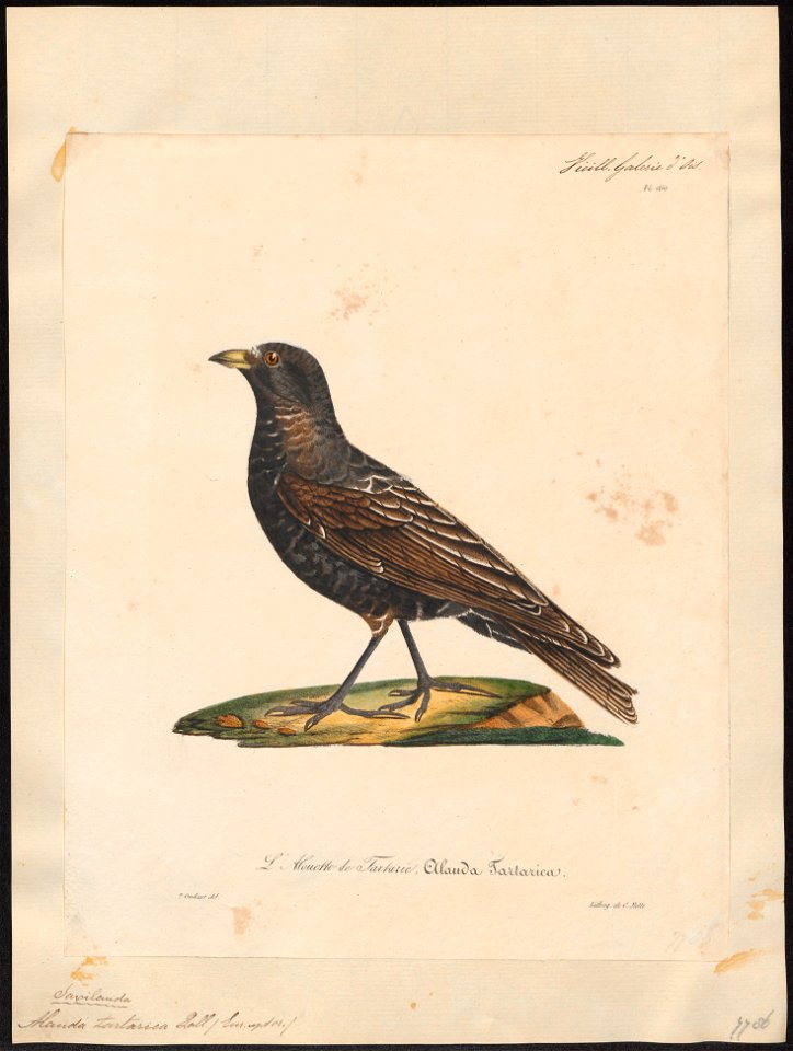 Melanocorypha tartarica - 1825-1834 - Print - Iconographia Zoologica - Special Collections University of Amsterdam - UBA01 IZ16100357