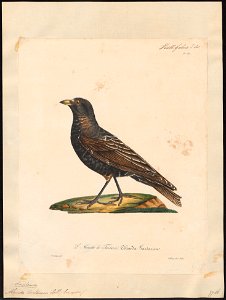 Melanocorypha tartarica - 1825-1834 - Print - Iconographia Zoologica - Special Collections University of Amsterdam - UBA01 IZ16100357