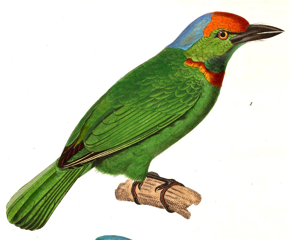 Megalaima armillaris 1838